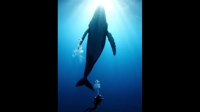 公主边写边塞东西 - 深蓝星球：探索海洋深处的未知世界